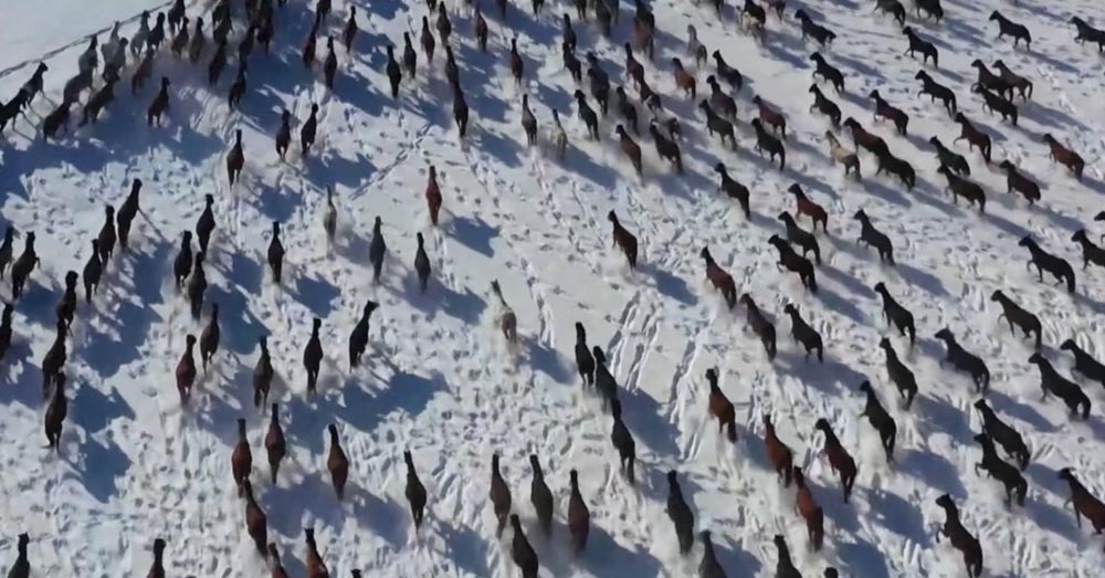 10,000 horses gallop in snow-covered winter wonderland